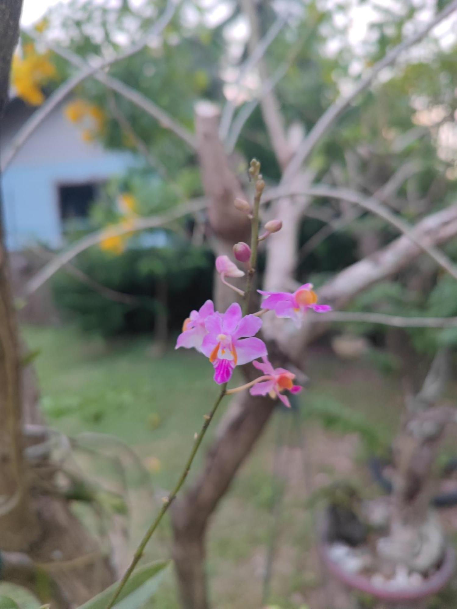 The Secret Garden Homestay Koh Yao Yai Ko Yao Yai Luaran gambar