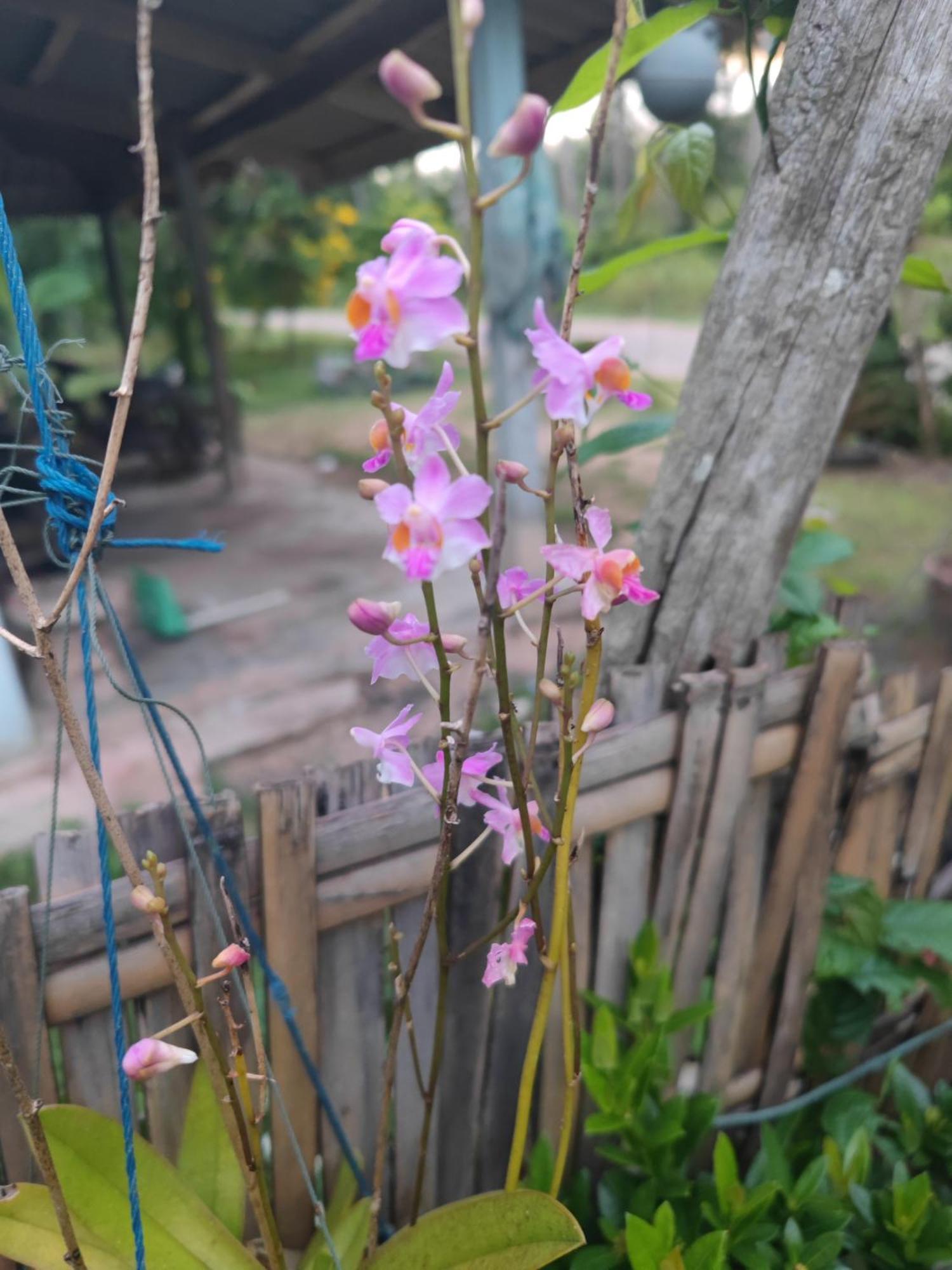 The Secret Garden Homestay Koh Yao Yai Ko Yao Yai Luaran gambar