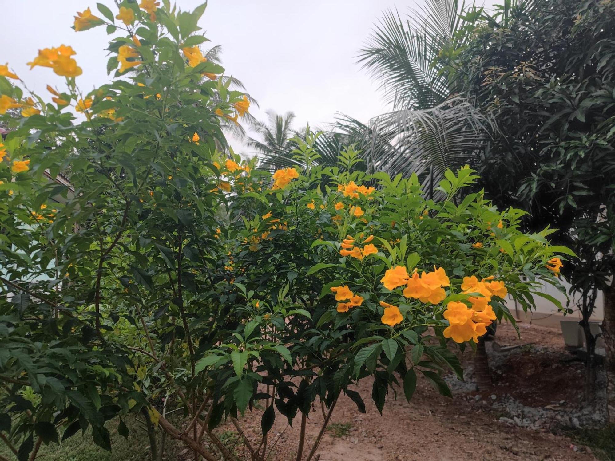 The Secret Garden Homestay Koh Yao Yai Ko Yao Yai Luaran gambar