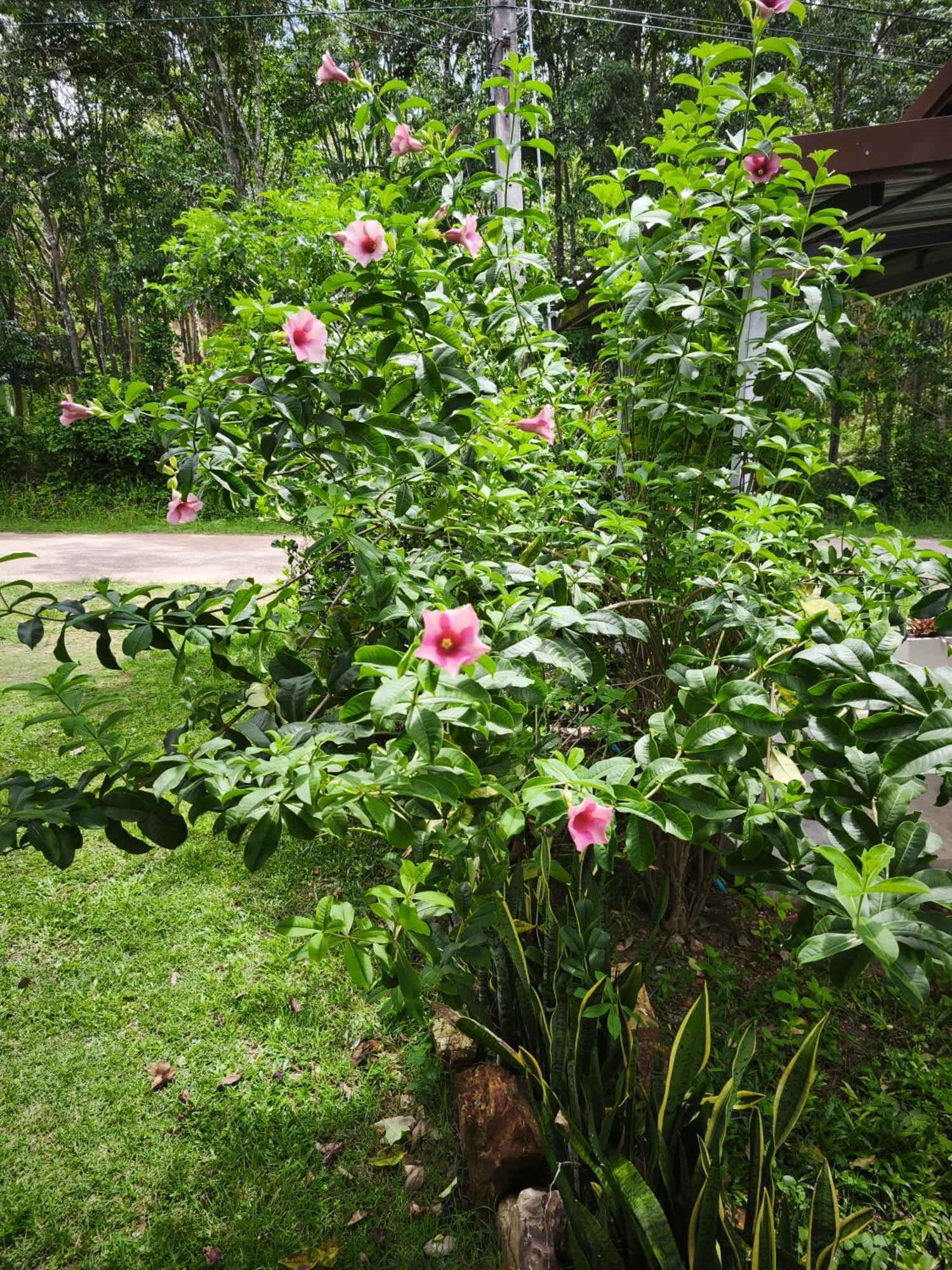 The Secret Garden Homestay Koh Yao Yai Ko Yao Yai Luaran gambar